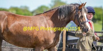 Showing Day at Blue Sky Equestrian on Sunday 09 06 2019